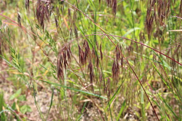 Green and burgundy grass, spicas grow on the field