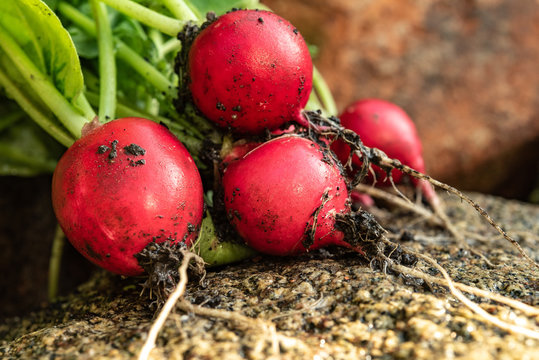 Rote reife Radischen aus Bio Anbau mit Erde