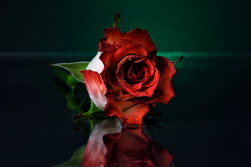 Lovely still life XXXIX / The abstract concept of a simple subject 