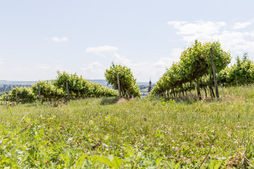 Weinberge im Rheingau