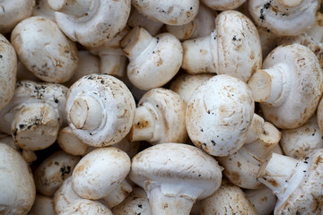 Pile of fresh champignons. Mushrooms as a background