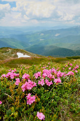 Fototapeta na wymiar Rhododendron blooming flowers in Carpathian mountains. Chervona Ruta. Mountains landscape background.