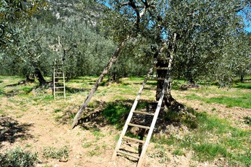 Sunny olive trees field, with wooden ladders and a blue sky. Spring in Provence, France