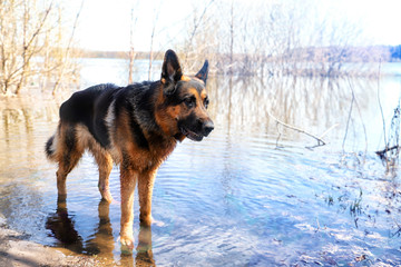 Dog German Shepherd in a water outdoors