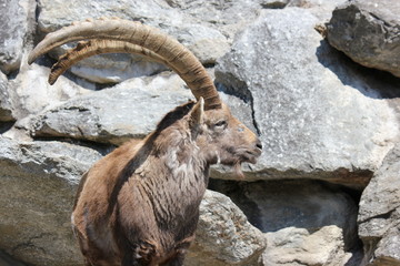 Profil eines Steinbocks