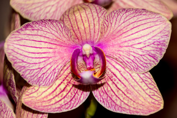 Phalaenopsis Orchid flower, Orchids is the queen of flowers in Thailand