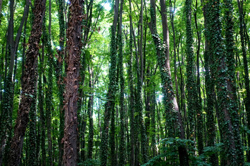 Fototapeta na wymiar Tree trunks and green branches in a dense forest are illuminated by the sun