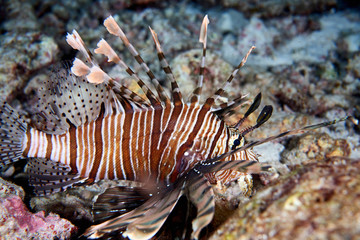 Fototapeta na wymiar Black-Blotched Porcupinefish