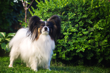Dog of the breed papillon in the garden