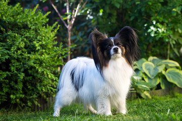 papillon in the garden