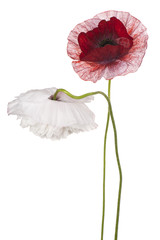 Fototapeta premium poppy flower isolated