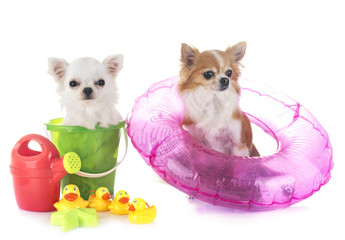 chihuahuas in holidays