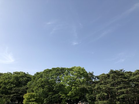 sky and forest