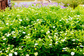 Fototapeta premium Flowers in the garden