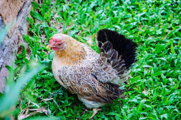 Chickens were looking for food in backyard.