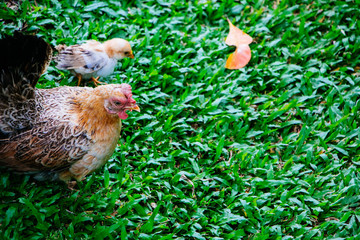 Hens and chicks on a green grass.