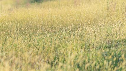 猫じゃらしの草原