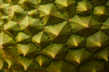 Durian thorn textuer  background
