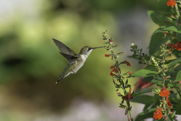 Hummingbird in the Sage
