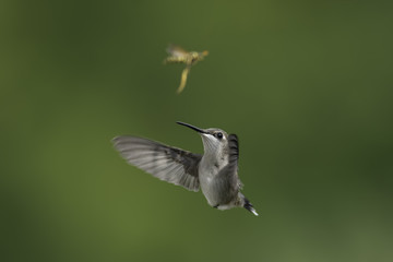 Hummingbird Meeting a Wasp