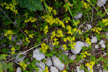 Beautiful flowers of the Caucasian Reserve