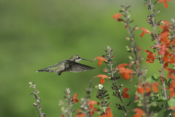 Hummingbird and Sage