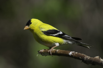 Male American Goldfinch in Breeding Colors