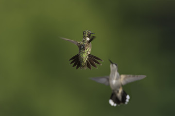 Male and Female Meet in Flight