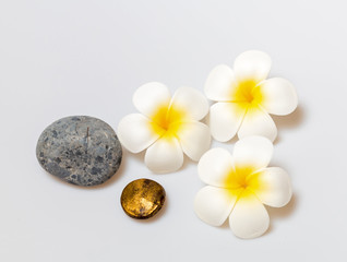 Fototapeta na wymiar Frangipani flowers on white background. Concept for spa background