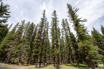 Obraz premium Mt. Rainer Area