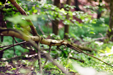 Green leaves hanging from a tree in the forest, large blur background. The photo can be used as a background.