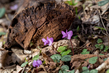 Wild pink cyclomene in the Caucasus Mountains