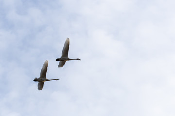 A couple of trumpeter swans flying away from the feeding place