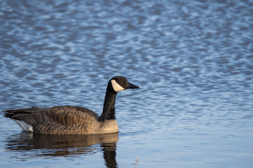A canadian goose swimming in the waters of Magee marsh wildlife area