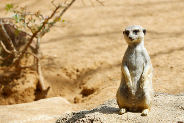 Meerkat in a zoo