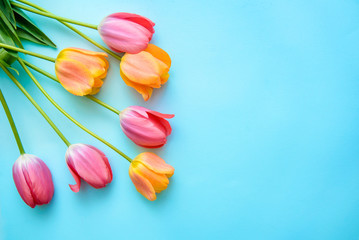 Delicate tulips on blue background