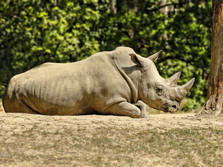 Naklejka premium Rhinoceros - Southern White Rhinoceros