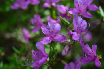 Korean azalea-1