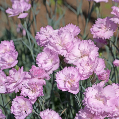 Fototapeta premium Chinesische Nelke, Dianthus chinensis