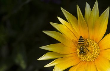 A bee drinking nectar from a fully bloomed flower 