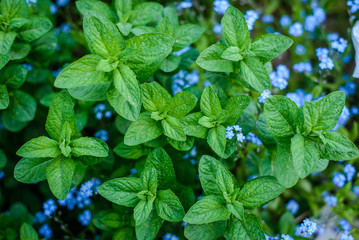 Abstract background with mint leaves