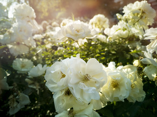 white flowers in a garden bathed by the spring sun