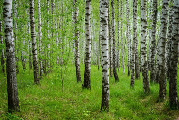 View of birch grove