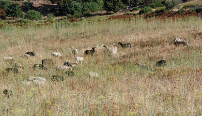 Linguizzetta field and herd of sheeps  in Corsica island