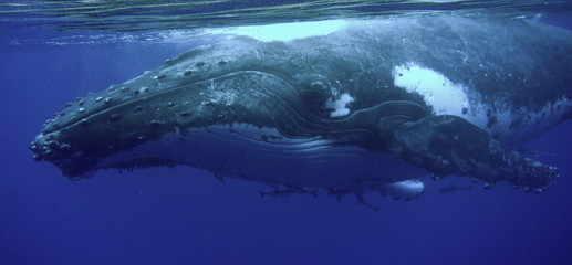 Snorkeling with humpback whales at Vava'u, Tonga © Sahara Frost