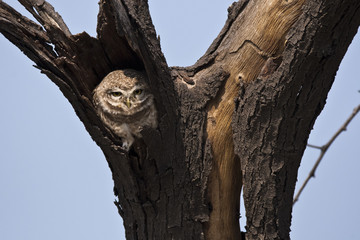 Obraz premium A spotted owl peeking out of its nest in the tree inside bharatpur bird sanctuary