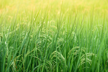 Fototapeta na wymiar Green rice plant background