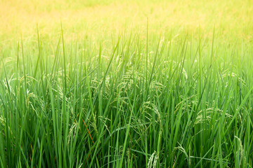Green rice plant background