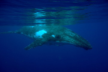 Snorkeling with humpback whales at Vava'u, Tonga