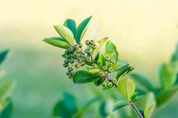 Aronia melanocarpa (black chokeberry) green berries on the tree bush